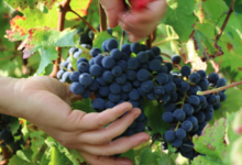 Domaine des hautes vignes