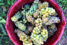 Domaine Pierre-Adrien Vadé. Chai Vadé