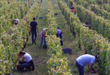 Domaine Pierre-Adrien Vadé. Chai Vadé