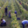 Domaine Pierre-Adrien Vadé. Chai Vadé