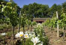 Langlois Château