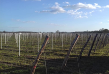 Domaines des Galmoises. Vignoble Pasquier