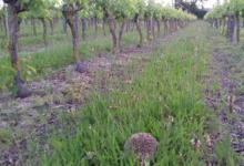 Domaines des Galmoises. Vignoble Pasquier