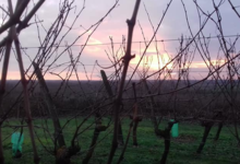 Domaines des Galmoises. Vignoble Pasquier