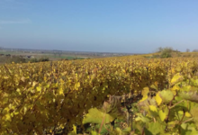 Domaines des Galmoises. Vignoble Pasquier