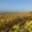 Domaines des Galmoises. Vignoble Pasquier