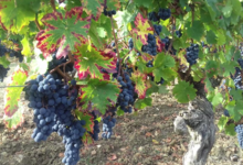 Domaines des Galmoises. Vignoble Pasquier
