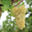 Domaines des Galmoises. Vignoble Pasquier