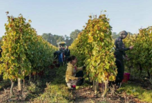 domaine du vieux pressoir