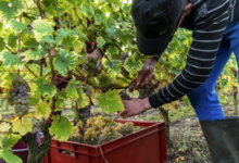domaine du vieux pressoir
