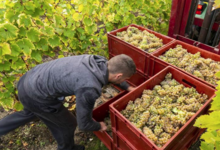 domaine du vieux pressoir