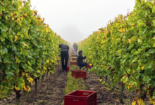 domaine du vieux pressoir