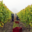 domaine du vieux pressoir