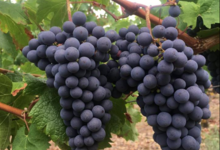 domaine du vieux pressoir