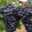 domaine du vieux pressoir