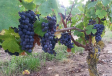 Domaine De La Guilloterie