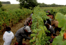 Domaine Fouet