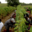 Domaine Fouet