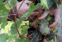 Domaine Fouet