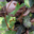 Domaine Fouet