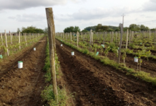 Domaine Fouet