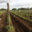 Domaine Fouet