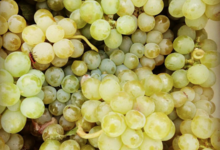 Domaine Fouet
