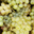 Domaine Fouet