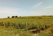 Domaine Fouet