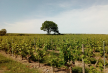 Domaine Fouet