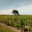 Domaine Fouet