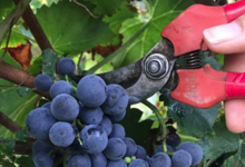 Domaine de Nerleux