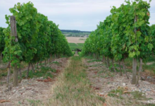 Clos de l'abbaye