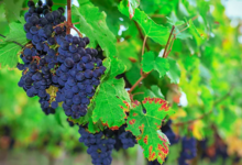 Domaine des Guyons