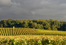 Domaine des Guyons
