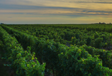 Domaine des Guyons