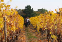 Domaine Sauveroy