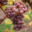 Domaine Sauveroy