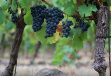 Domaine Sauveroy