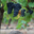 Domaine Sauveroy