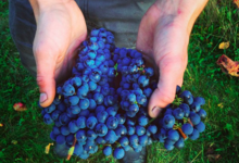 Domaine Sauveroy