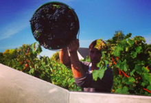 Domaine Sauveroy