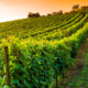 Domaine des Gagneries