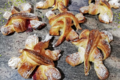Patisserie Joel Boulay. Etoile de mer