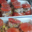 Boucherie de L'Estuaire. Tomates farcies