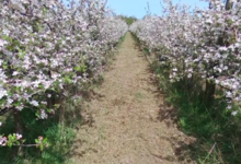 Les Jardins De Pimba