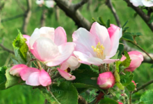 Les Jardins De Pimba