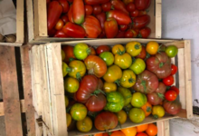 Les Jardins De Pimba. Tomates