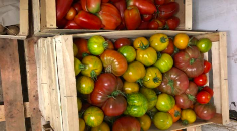 Les Jardins De Pimba. Tomates