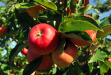 Les Vergers Du Buisson. Pommes